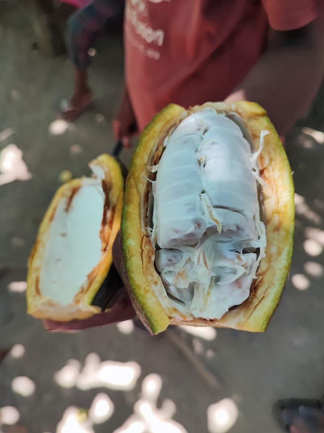 A pod split open on the spot &mdash; the beans come wrapped in sweet white pulp you can taste