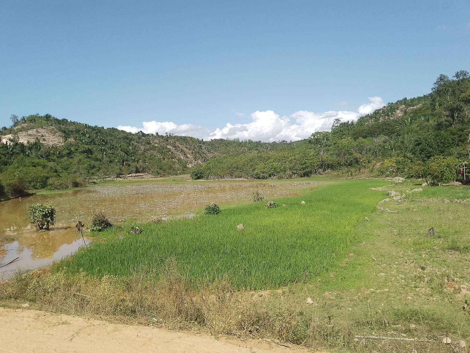 Rice paddies on the floor of the Sambirano valley