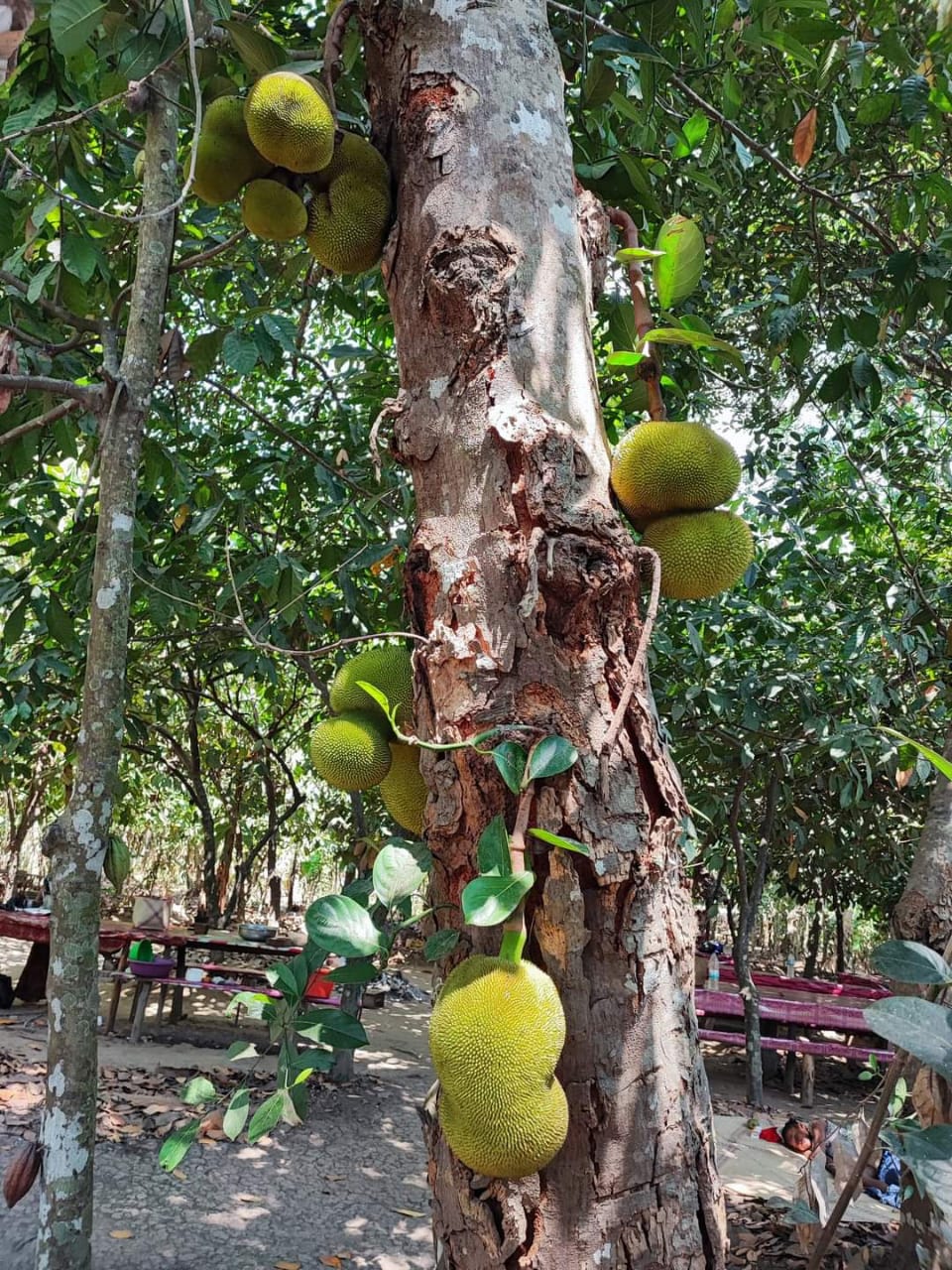 Jackfruit Tree
