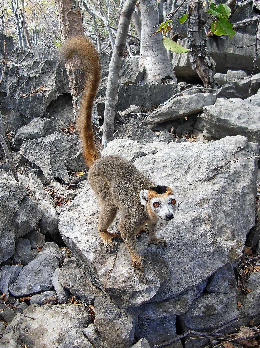 A crowned lemur on the rocks of Ankarana