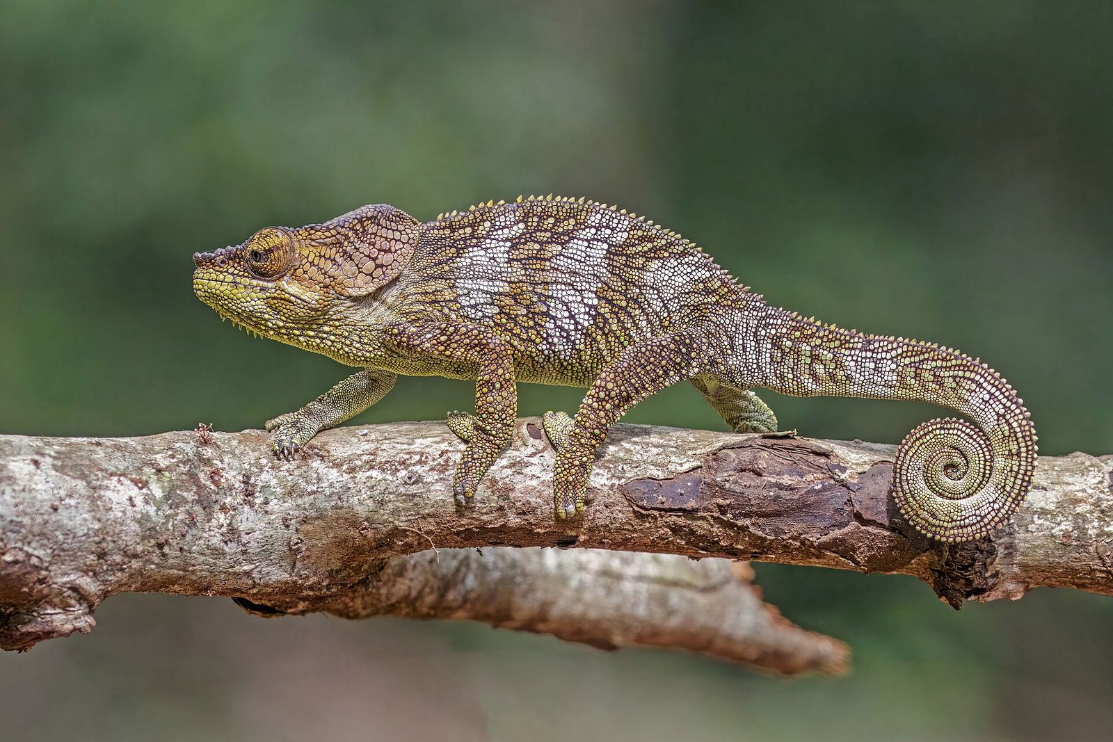 A panther chameleon (Furcifer pardalis)