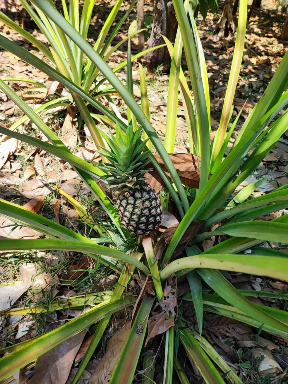 Pineapple Close-Up