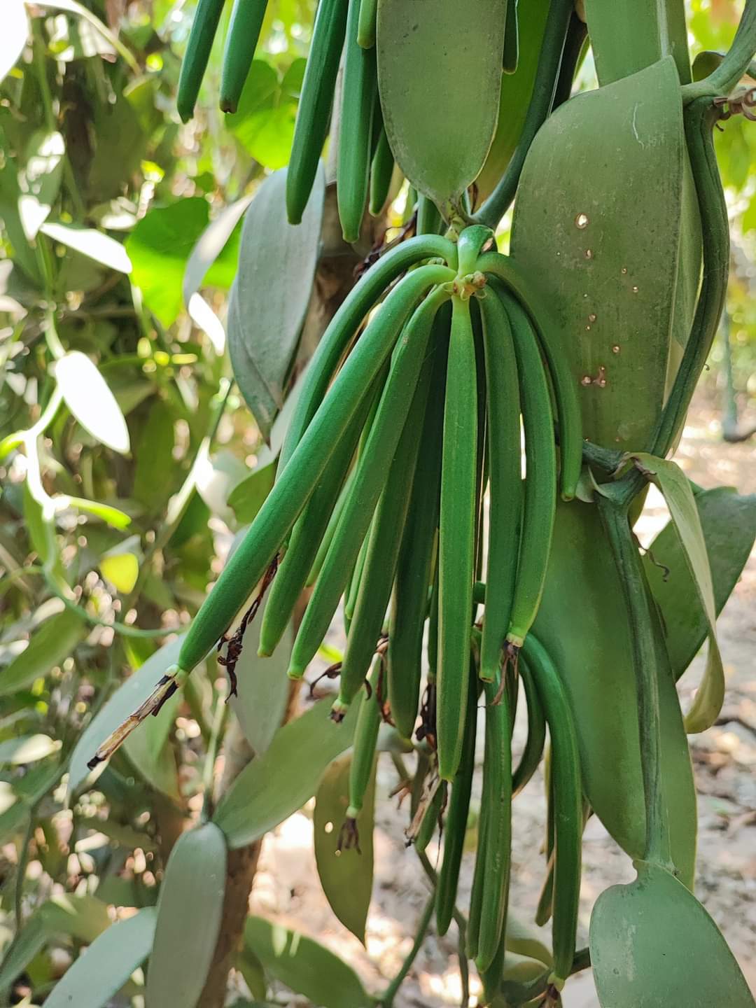 Vanilla Pods