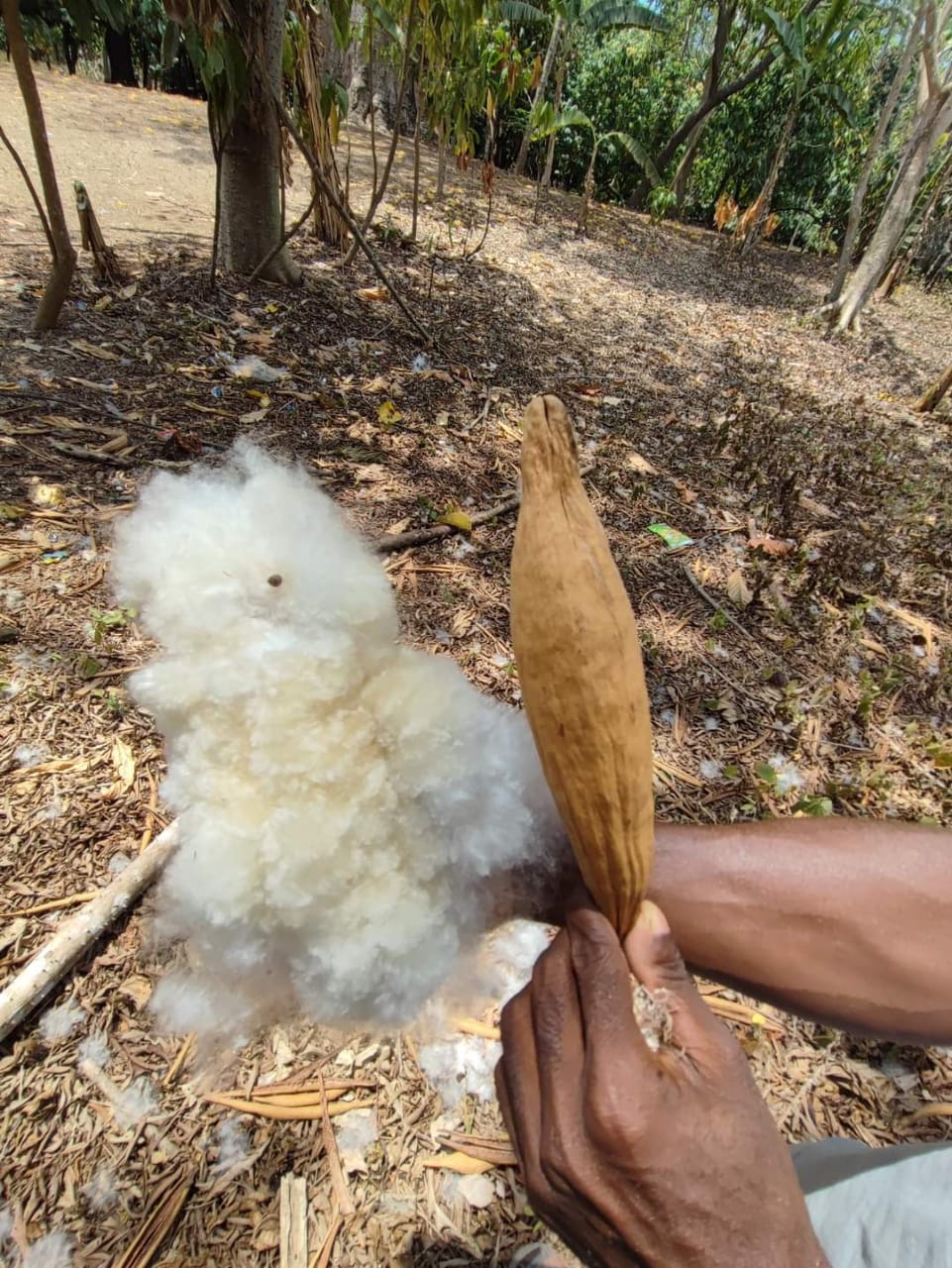 Kapok Fiber