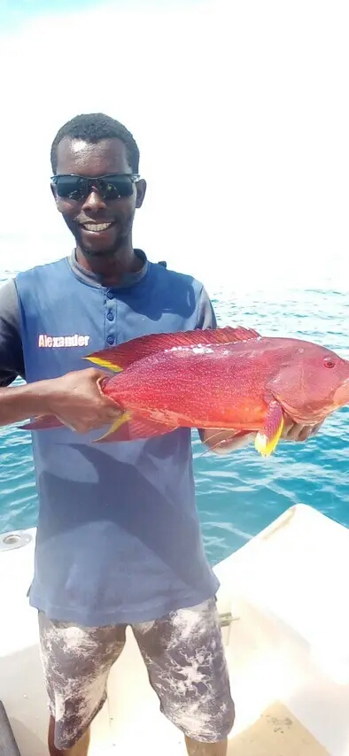 Coral Grouper
