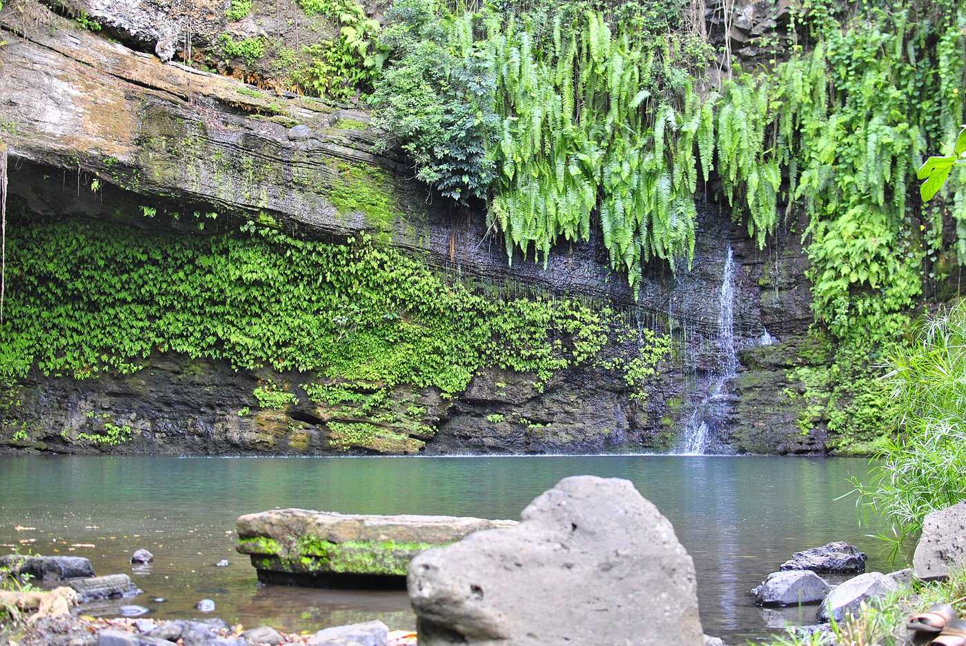 A fern-hung waterfall falling into a clear green pool