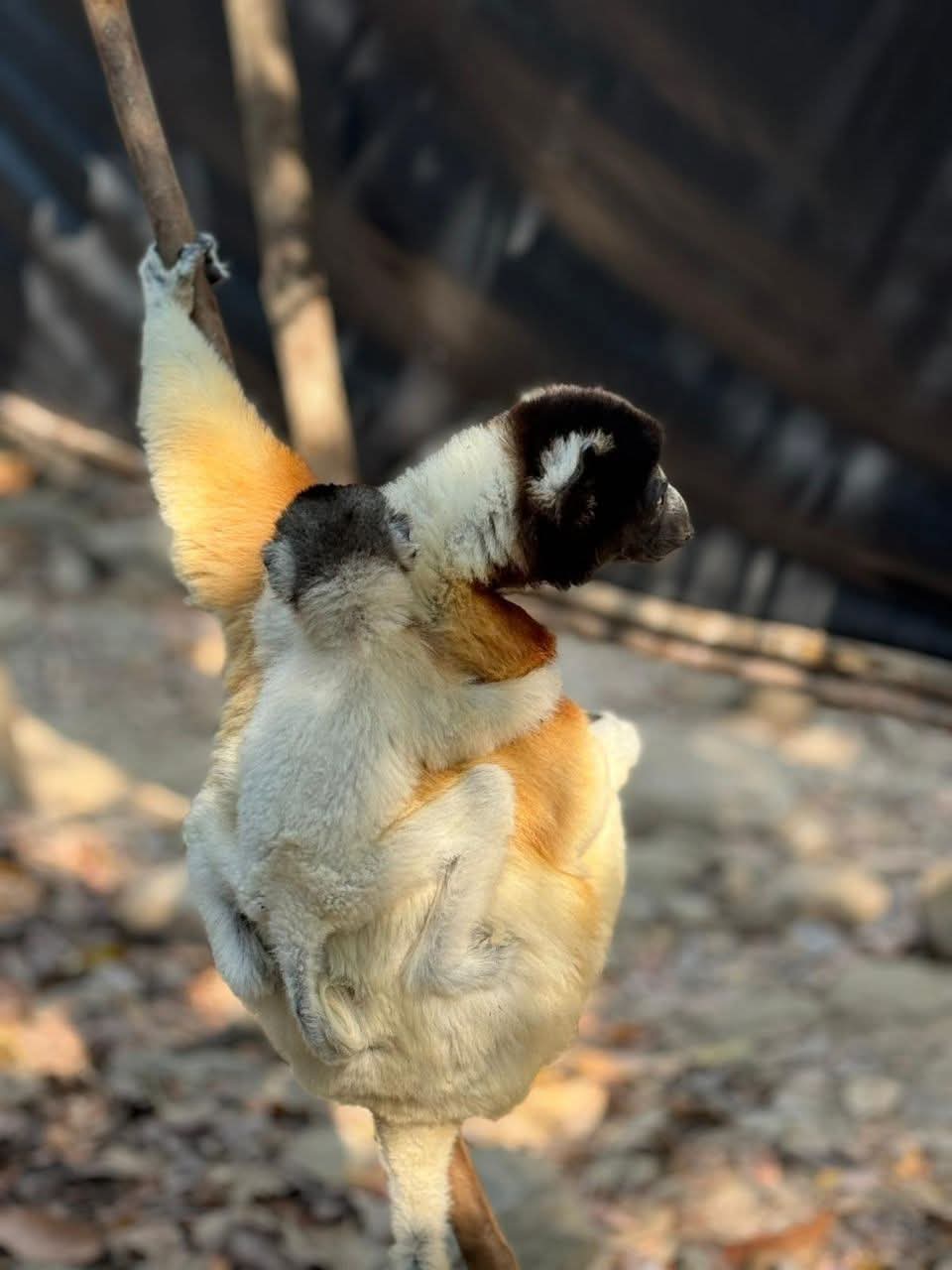 Lemur