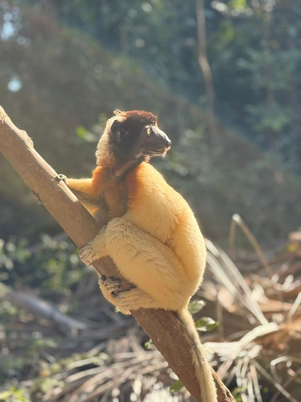 Lemur on a Branch