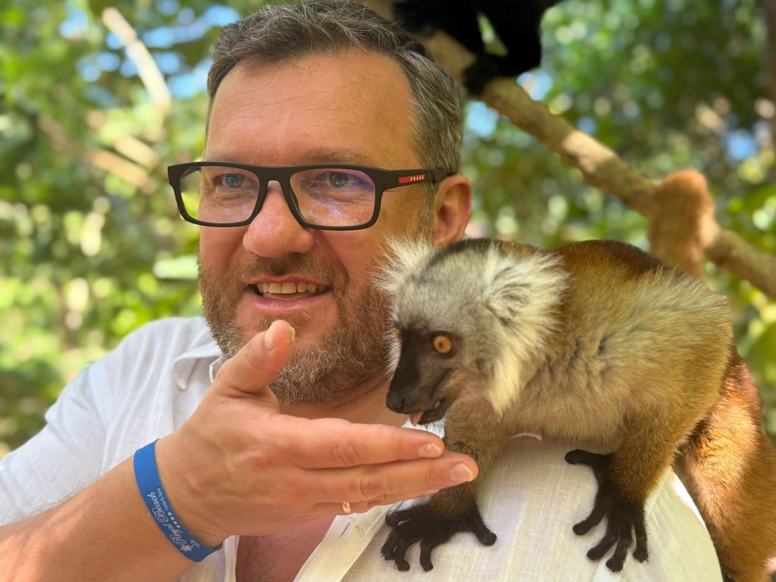 A black lemur taking fruit from a visitor's hand
