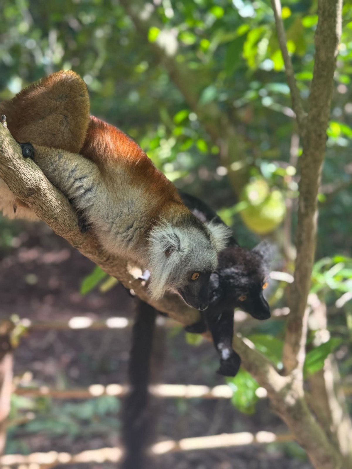 A pair of black lemurs on a branch on Nosy Komba