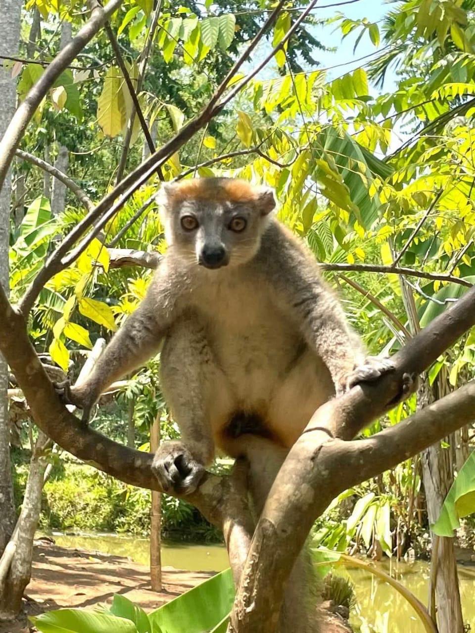 A brown lemur watching from the branches on Nosy Komba