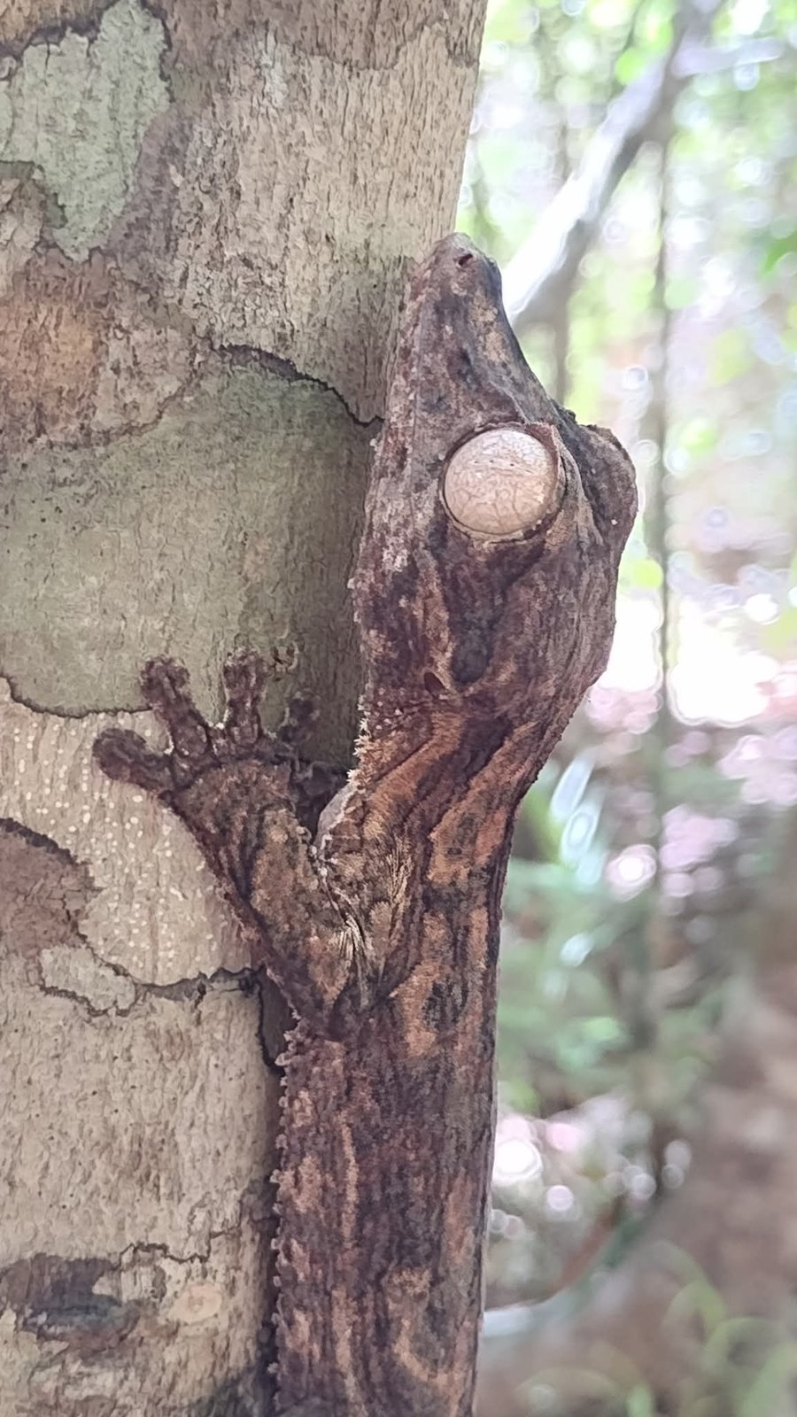 A leaf-tailed gecko camouflaged against a tree trunk