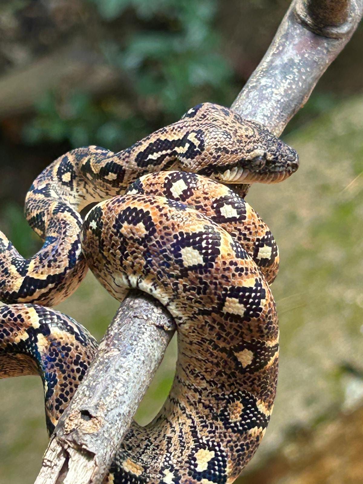 A Madagascar tree boa coiled on a branch