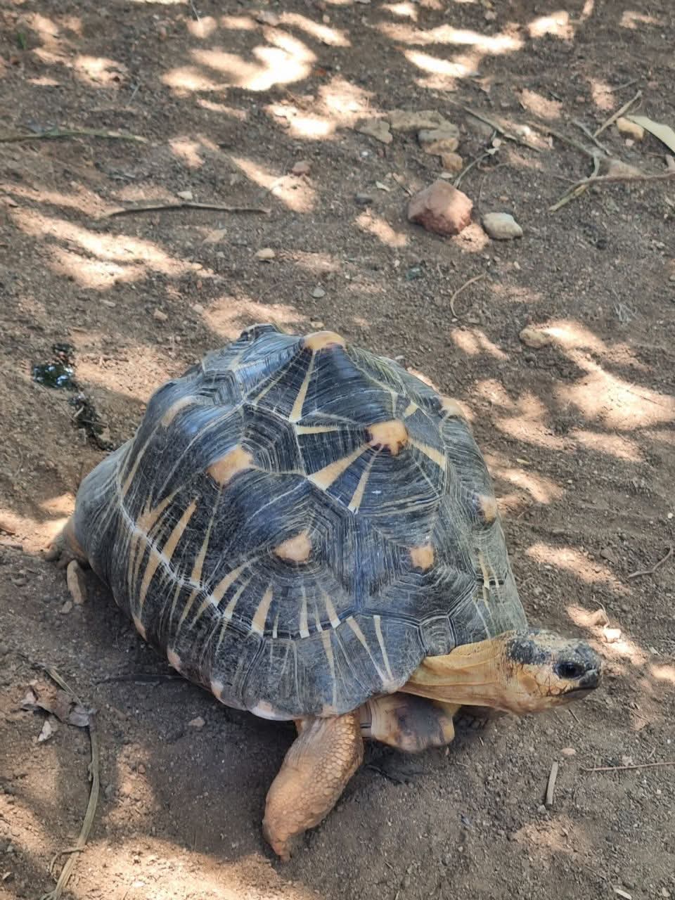 Radiated Tortoise