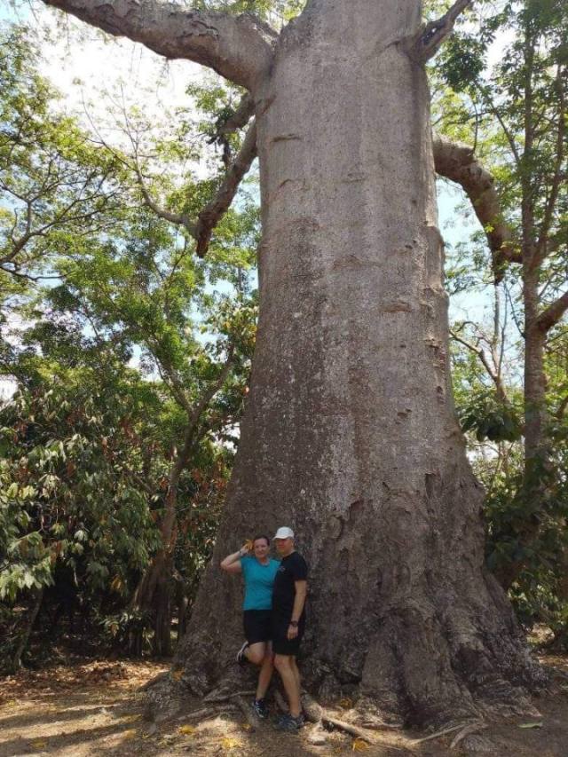 Baobab trees at Lokobe National Park