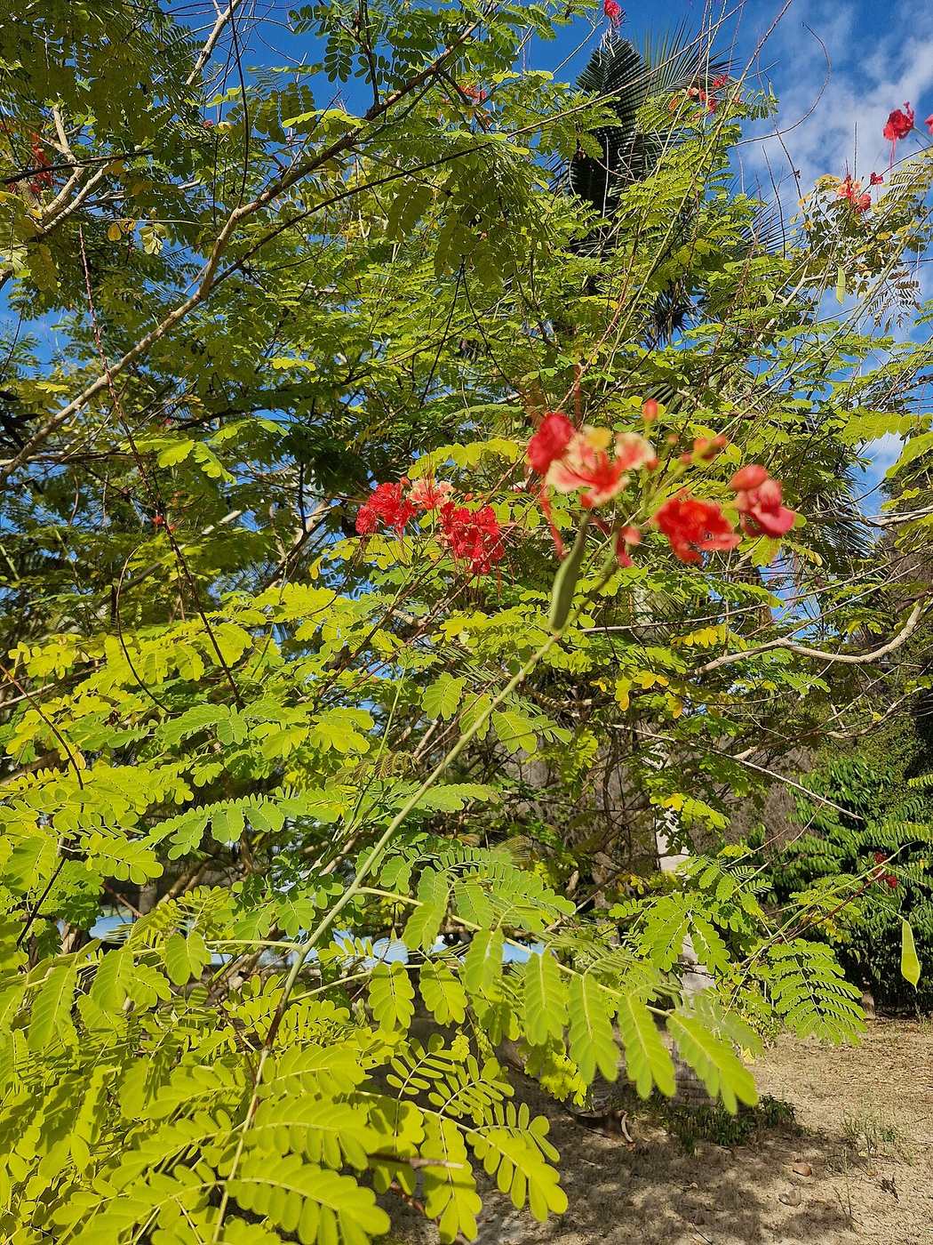 A flame tree in bloom on Nosy Sakatia