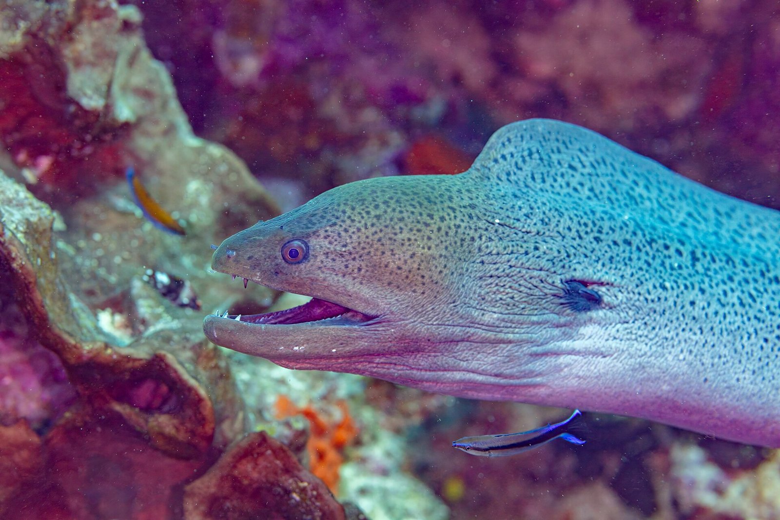 A giant moray eel in the reef at Nosy Sakatia