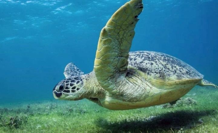 A green sea turtle grazing on the seagrass off Nosy Sakatia