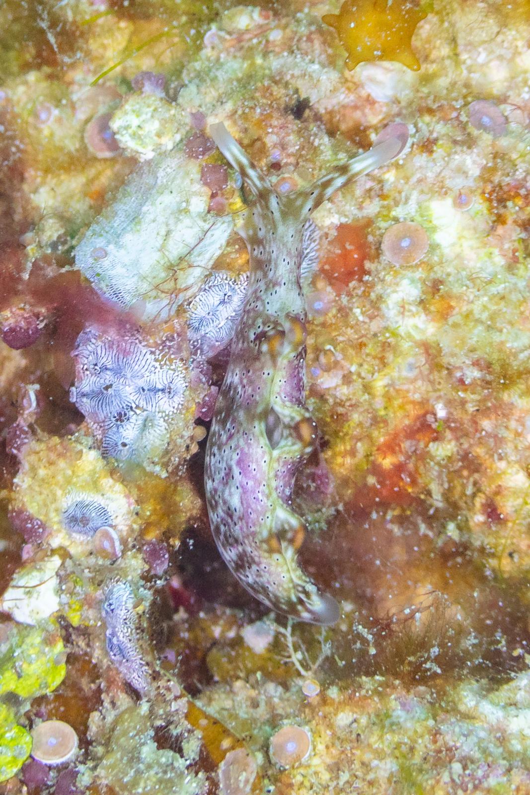A colourful nudibranch on the coral