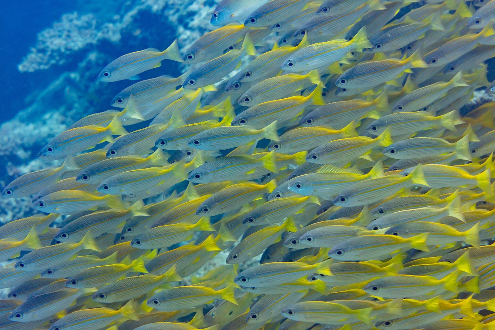A dense school of yellow snapper over the reef at Nosy Sakatia