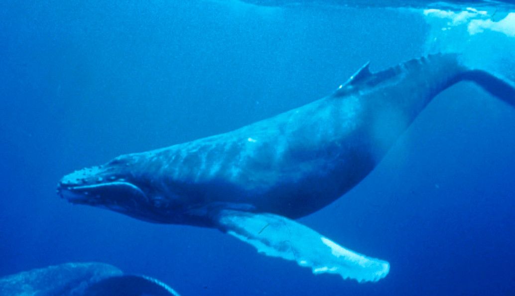 Humpback whale near Nosy Be