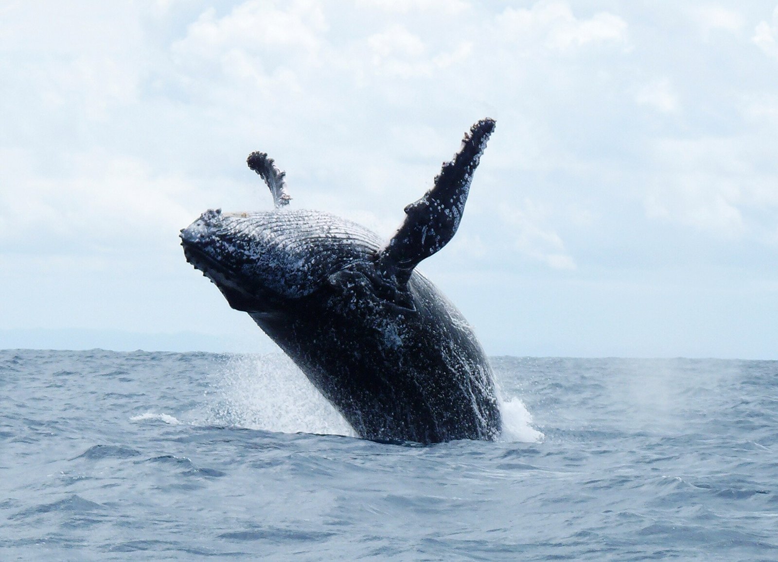 A humpback whale breaching off Madagascar
