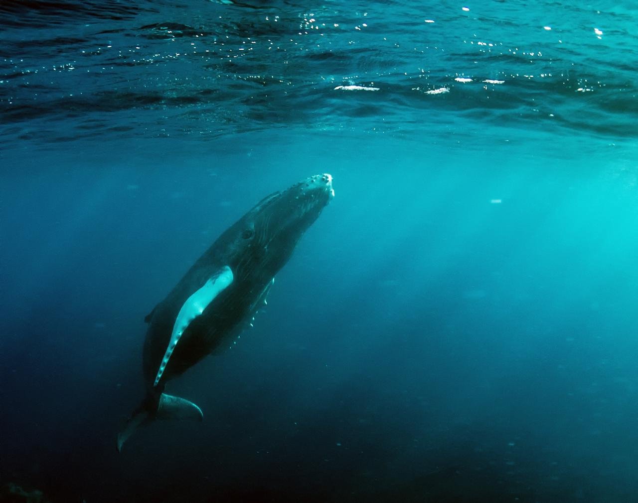 A humpback whale mother and calf underwater