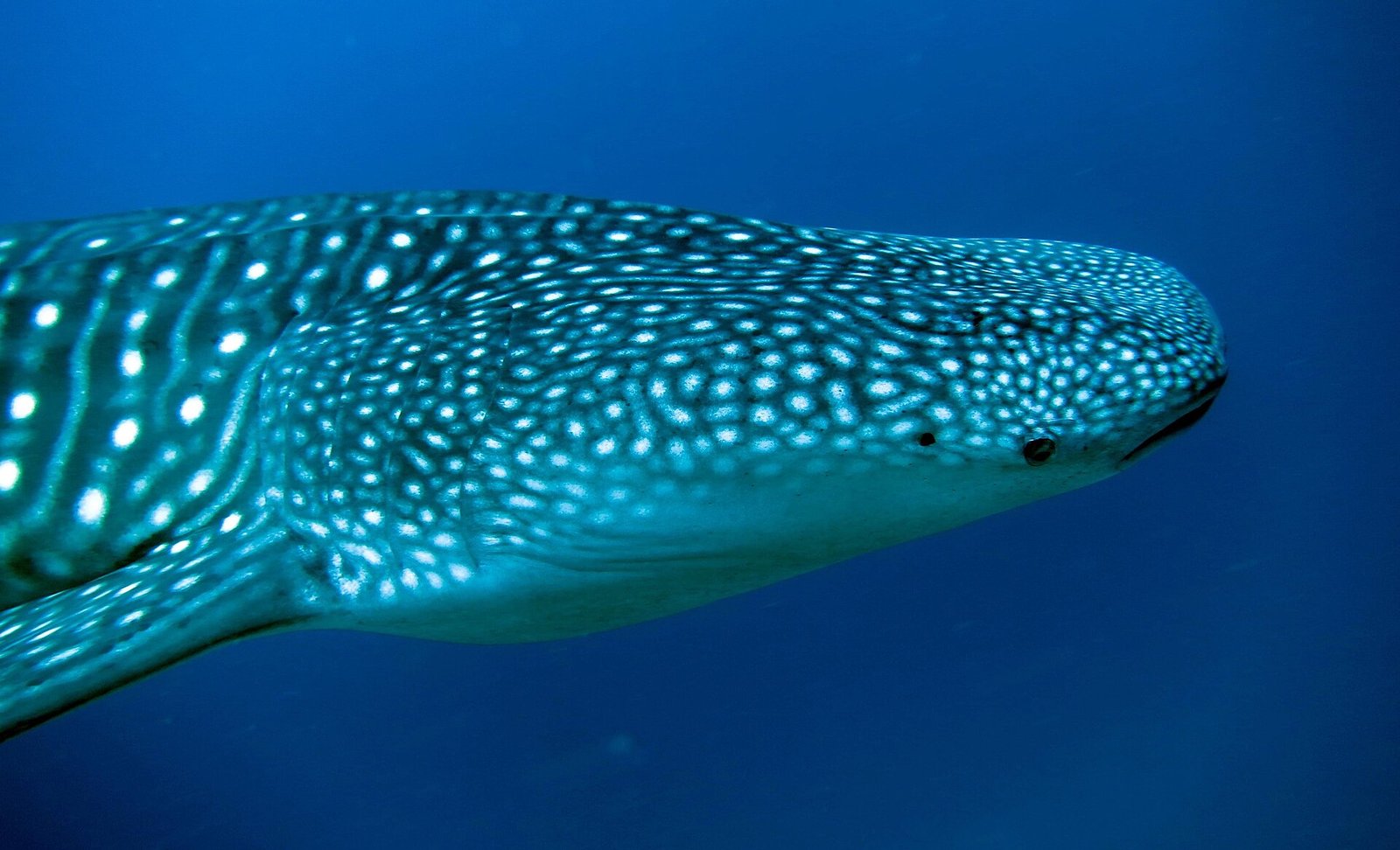 The spotted head of a whale shark
