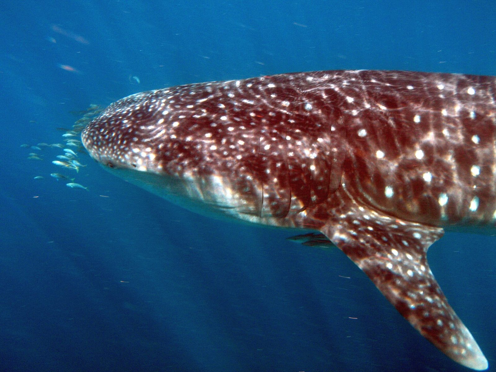 A whale shark in sunlit blue water